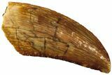 Serrated, Raptor Tooth - Real Dinosaur Tooth #208294-1